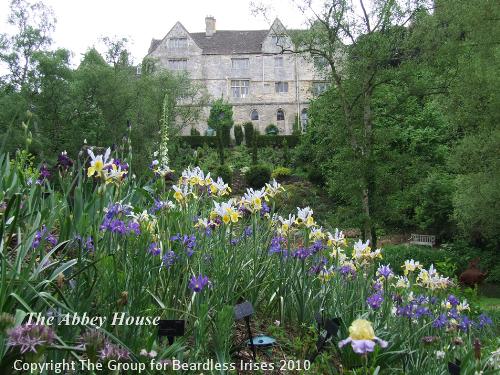 The Abbey House - bank of dutch iris